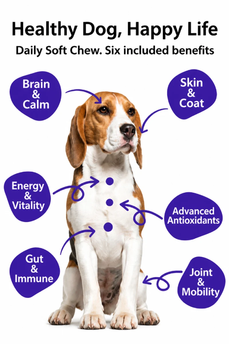 The Fittest Pet - Dog-6-pillars